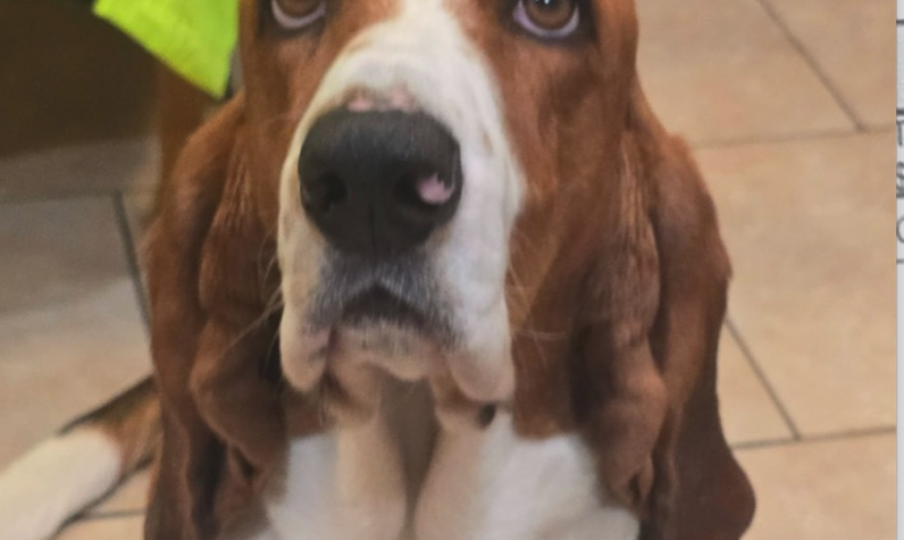 Remy